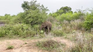 Capturing the Essence of African Wildlife: An Unforgettable Safari Experience
