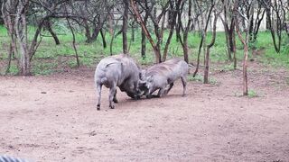 Into the Wild: A Safari Adventure in Africa