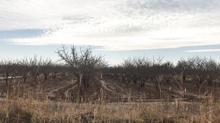 Exploring the Beauty of African Wildlife on Safari