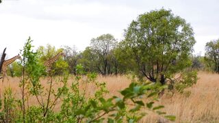 A Journey Through the Heart of Africa: Safari Adventures