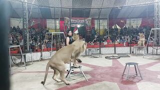 The moment the lion attacked the coach