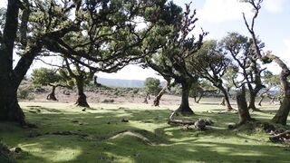 Witnessing the Majesty of African Wildlife on Safari