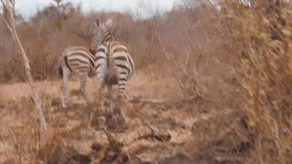 Unforgettable Moments: Safari Experiences in Africa