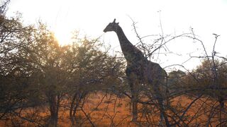 Discovering the Wonders of African Wildlife on Safari