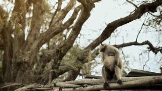 Embracing the Untamed Beauty of Africa on Safari