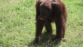 Wildlife Encounters: A Safari Experience in Africa