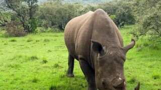 Captivated by the Charm of African Wildlife on Safari