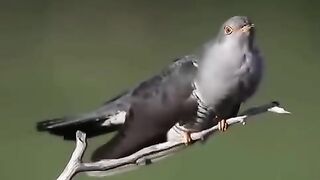 पहाड़ मैं चहकने वाली पक्षी सुरली आवाजwildlife animals birds