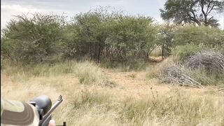 Hunting a lion in a crazy way