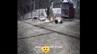 ???? Best Cats and Dogs Videos ???????? New Funny Animals 2024 ????