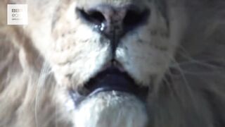 TIGER vs LION : Battle of the Big cat