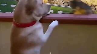 Fun dogs cats
