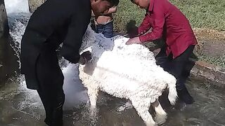 sheep farming in home