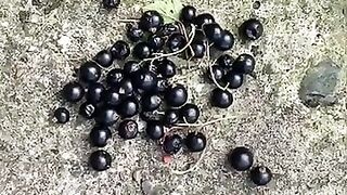 Asmr stepping on blue berries