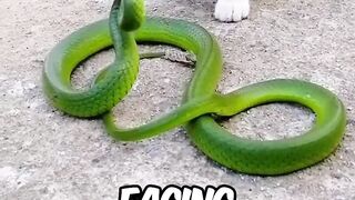 This is Why Snakes Lose To Cats Every Fight, UNTIL..????