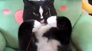 #Funny_cat_hhhhhhg