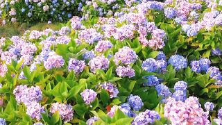 fields of wild hydrangeas in Portugal????
