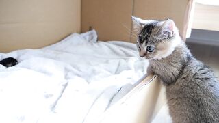 Sister_cat_who_is_jealous_of_baby_kittens