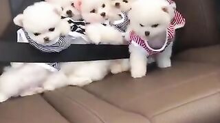 Cute and funny pomeranian  01