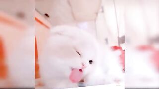 Baby Cats - Cute and Funny Cat Videos Compilation #17 | Aww Animals