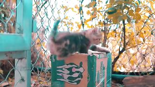4K Quality Animal Footage - Cats And Kittens Beautiful Scene Episode 8 | Viral Cat