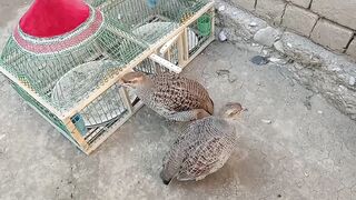 Dakhni Teetar Start Breeding