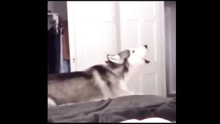 Funny cat and dog  try not to laugh challenge.