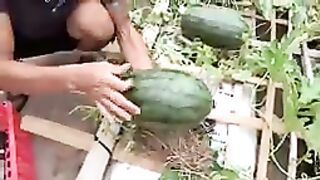The method of growing watermelon the whole world does not know, the fruit is too big and sweet