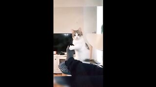 Funny Cats and Dogs compliantion