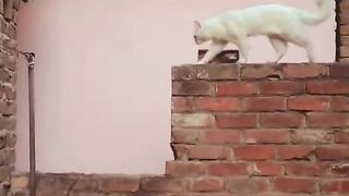 Funny cat