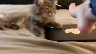 Cat videos