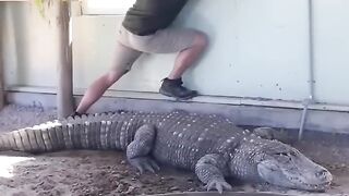 Crocodile ???? Drainage The Pool ????????#shorts