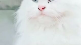 Cute ???? cat  with good hair and eyes ????