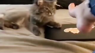 Funny cats