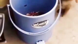 Monkey Funny TikTok  @ It will make you laugh