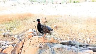 Black partridge