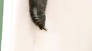 Cat vs Dog