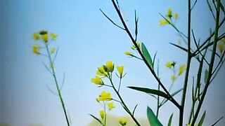 Poetry vedio_ Sad Status