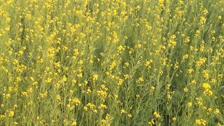 sohna punjab pakisitan