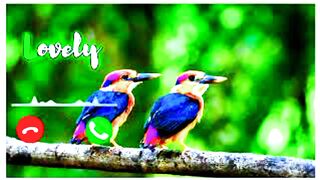 New bird ringtone new sound ringtone 2022 bird ringtone new viral ringtone