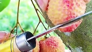 Fruit fun