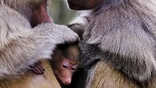 Baboons