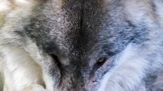 Wolf Video