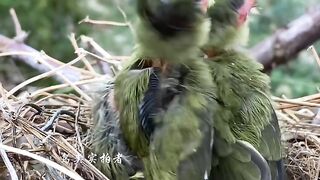 Amazing bird feeding their kids