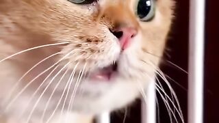 kucing 5