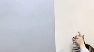 كيف قدر يقنع القط