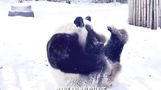 Pandas and Strange Habits You've Never Heard of! #factsanimal #shorts #panda