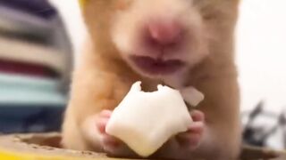 Rats Can Do This Amazing Facts That Will Surprise You!#factsanimal #shorts #rats