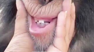 Smart Animal Chimpanzee with a Shocking Secret! #factsanimal #chimpanzee #shorts