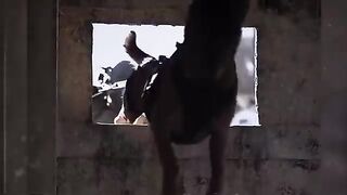 I Trained My Dogs To A Military Standard  BIG DOGZ